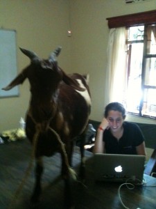 Just so you know, there may be a goat in the office. 