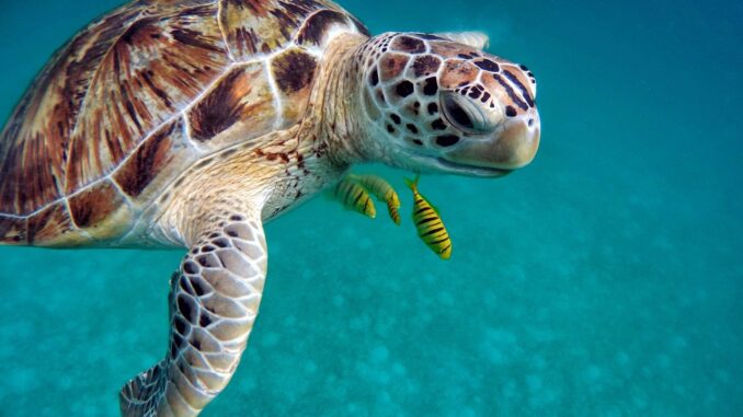 Sea turtle conservation in the Caribbean with Widecast.