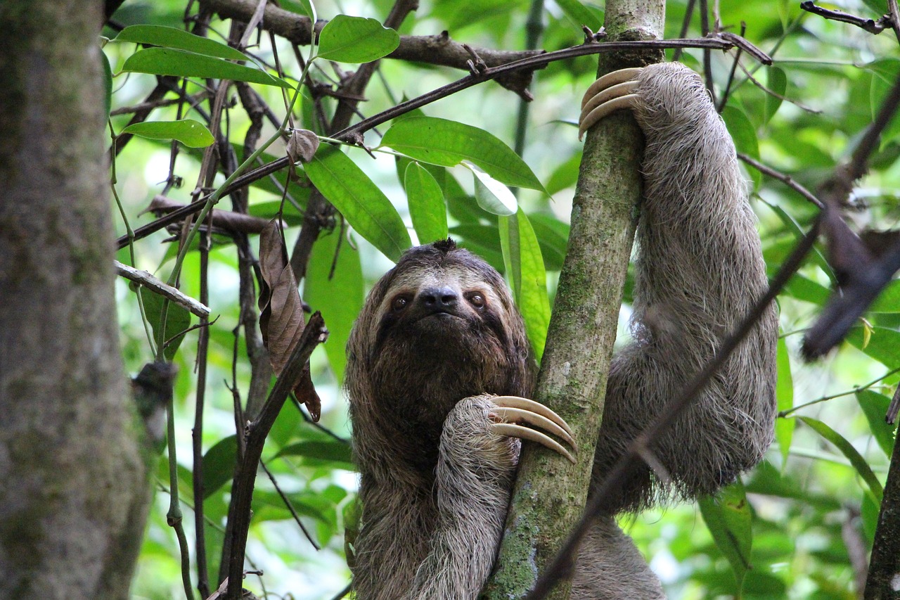 sloth | Costa Rica | Central America Travel