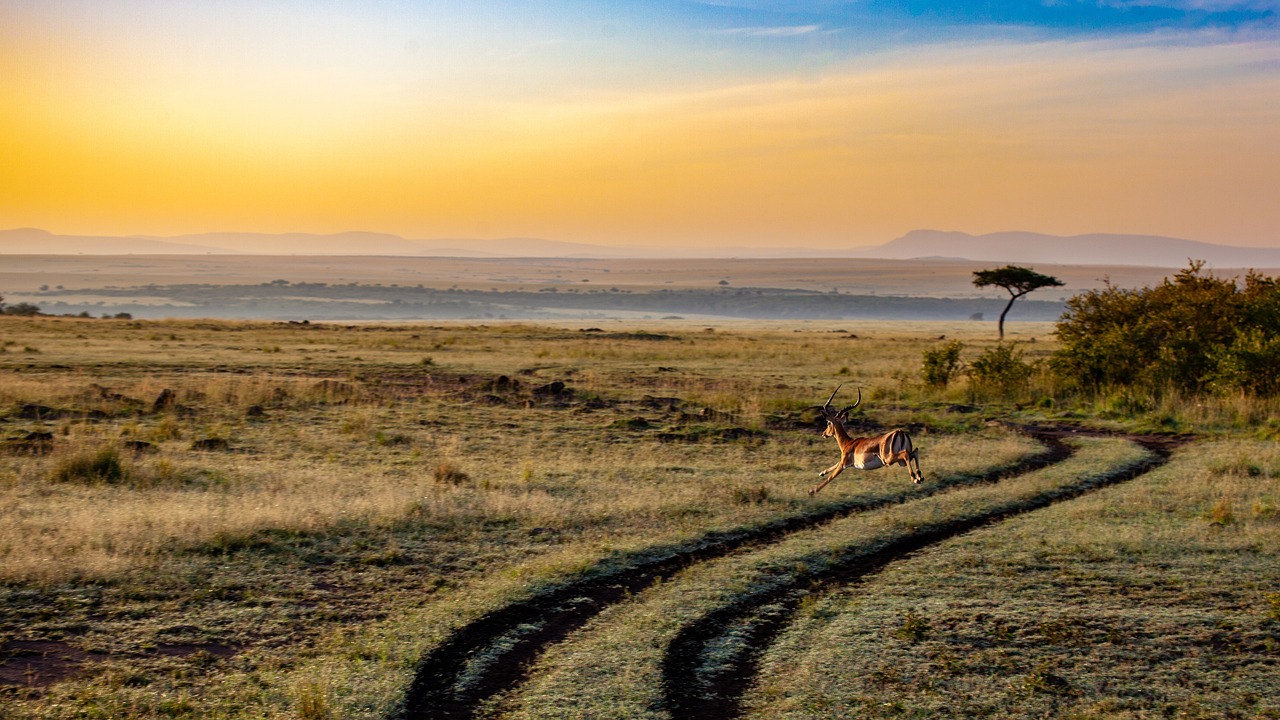 Ethical safari holidays in Africa | safari guide