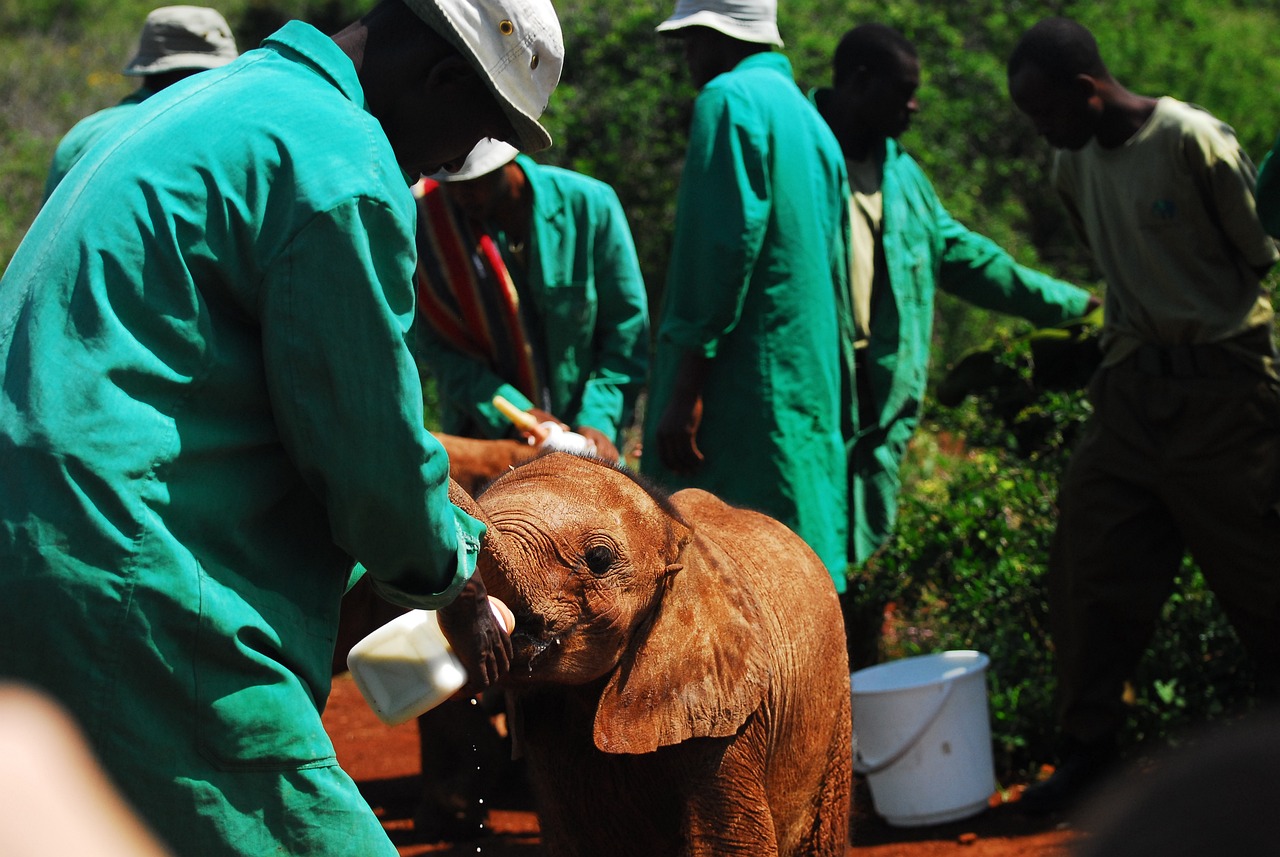 Feeding baby elephants | volunteer vacations