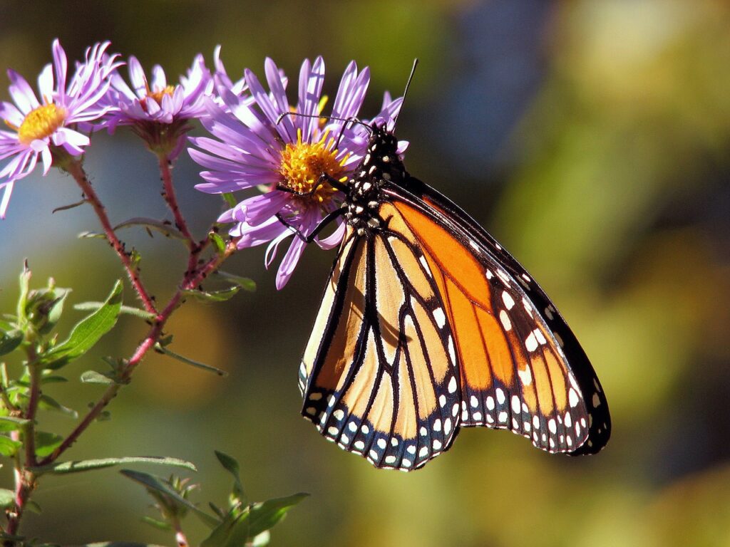 Volunteer in Costa Rica at the Monteverde Butterfly Garden