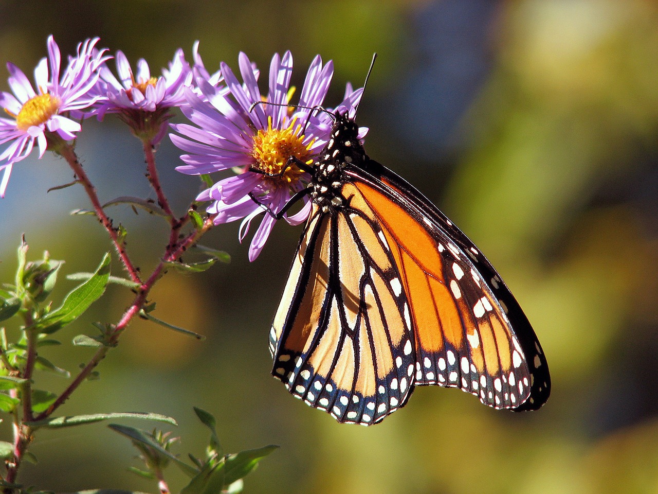 Butterfly de CalleaDesign - Cuidamos tus paraguas 