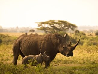 Ethical safari holidays in Africa | Safari guide