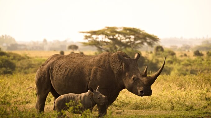 Ethical safari holidays in Africa | Safari guide